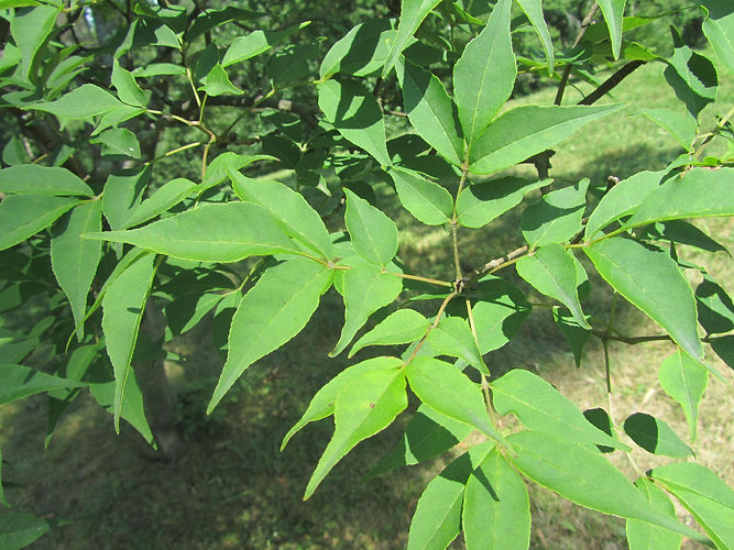IMG_2203 (Populus tremuloides).jpg