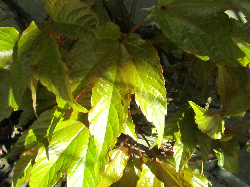 Parthenocissus tricuspidata 'Veitchii'