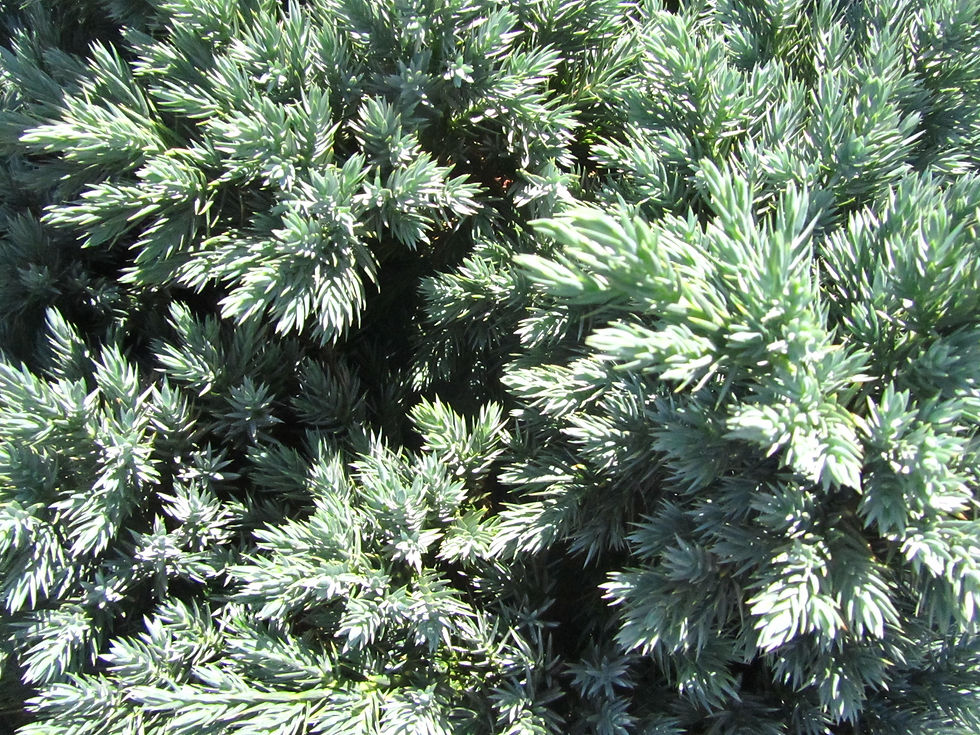 Juniperus squamata 'Blue Star'