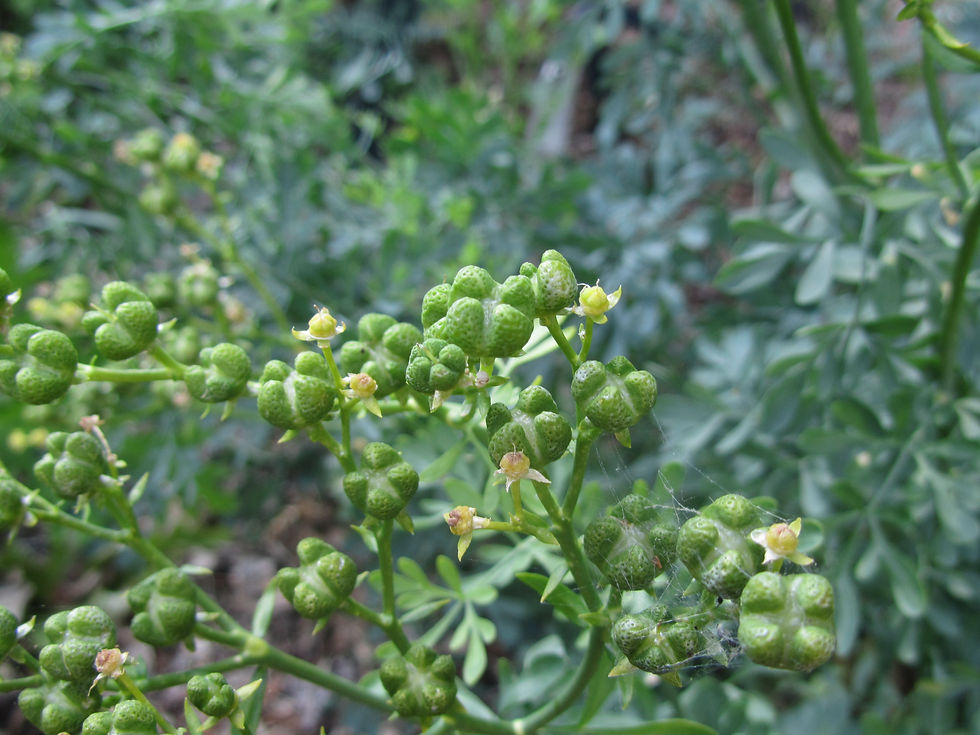 Ruta graveolens