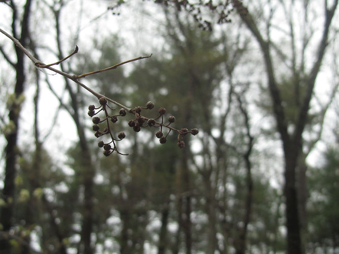 IMG_2203 (Populus tremuloides).jpg