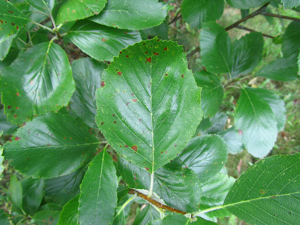 Aria pseudovertesensis