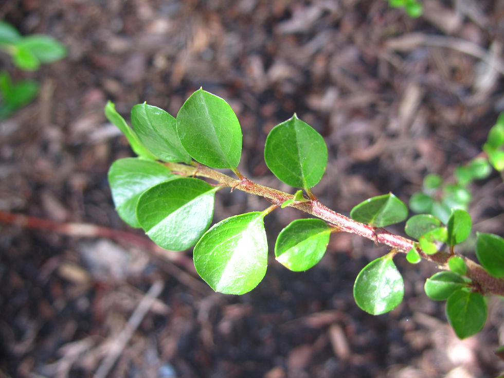 Cotoneaster apiculatus