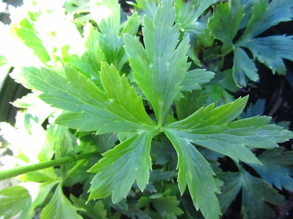 Trollius x cultorum