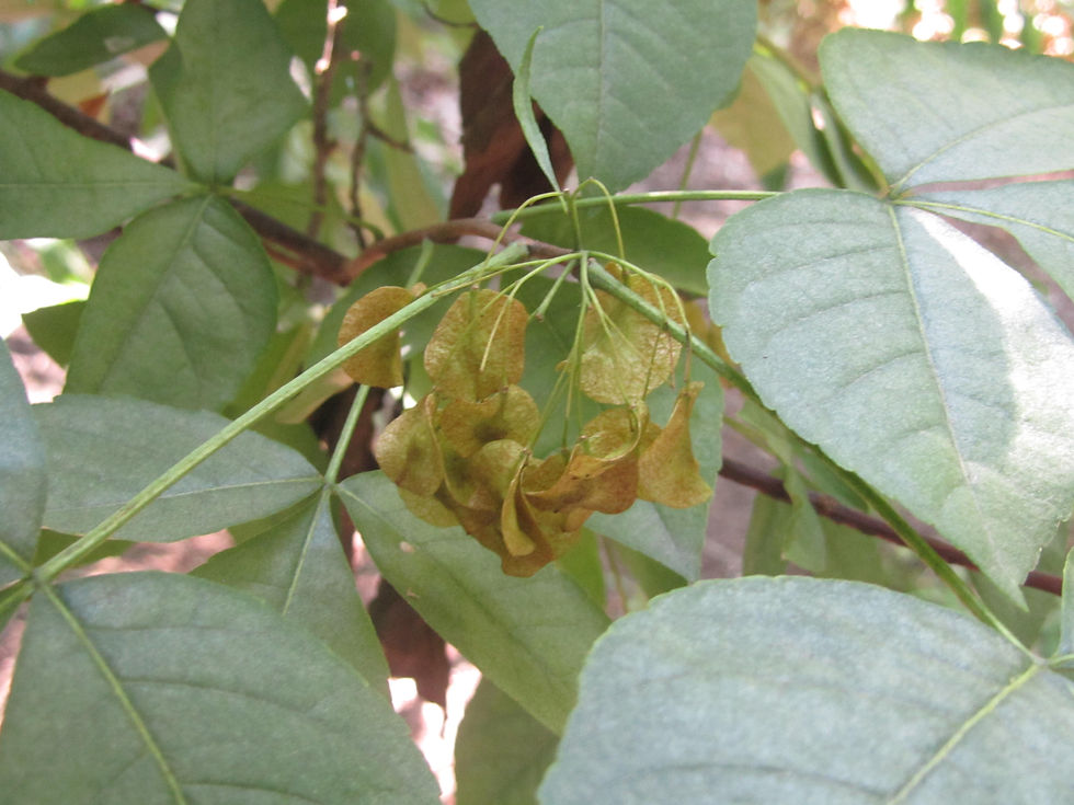 Ptelea trifoliata ssp. trifoliata