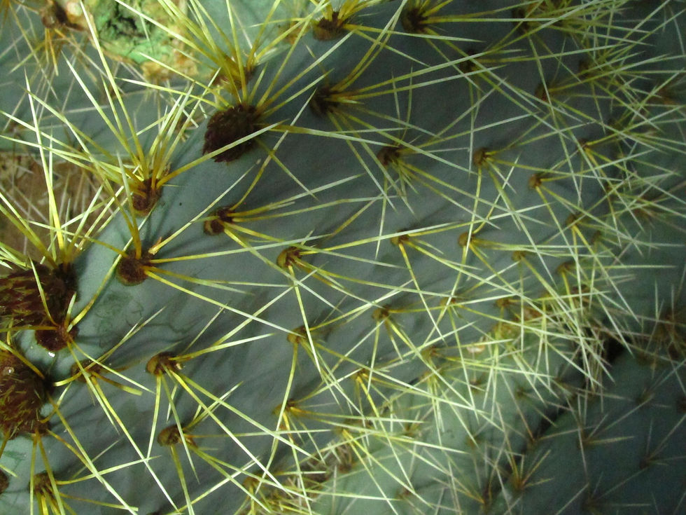 Opuntia robusta