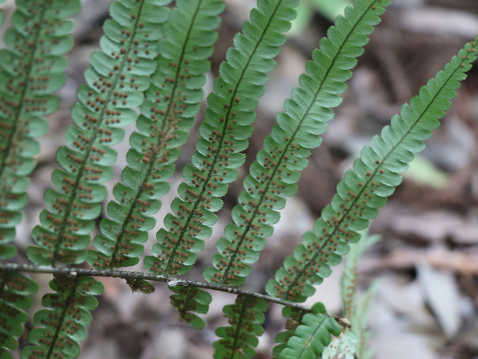 Dryopteris lunanensis