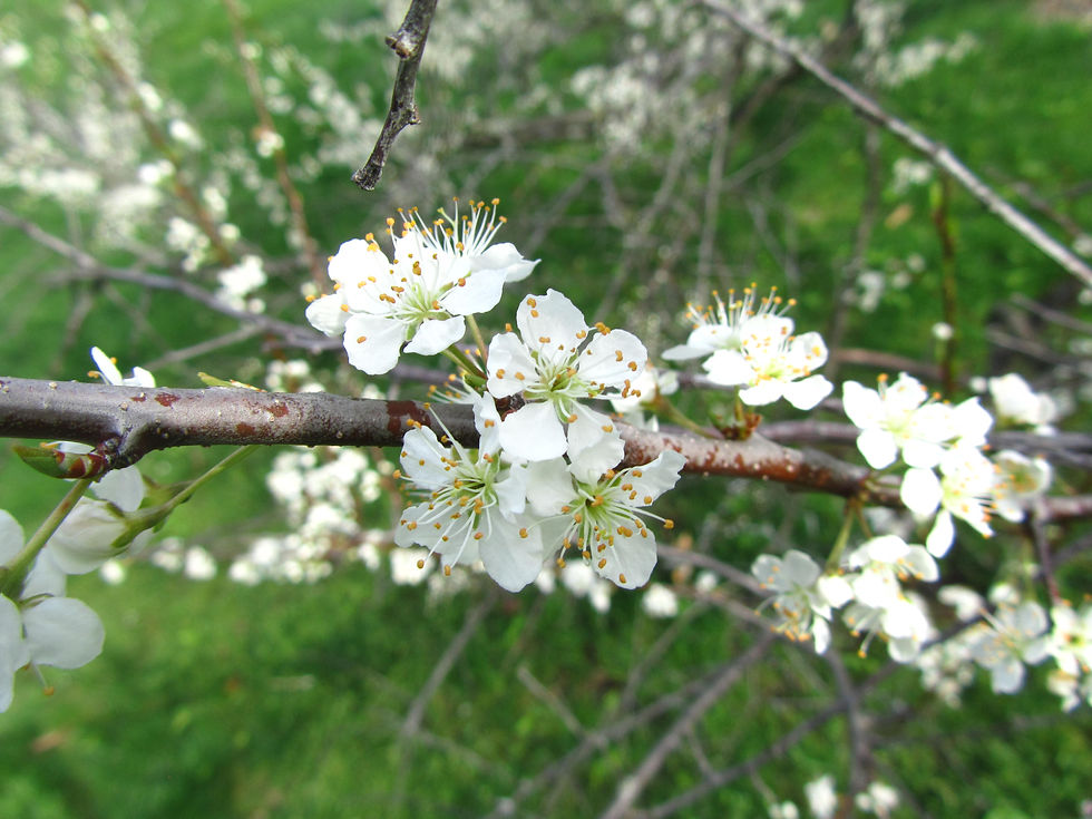 Prunus umbellata