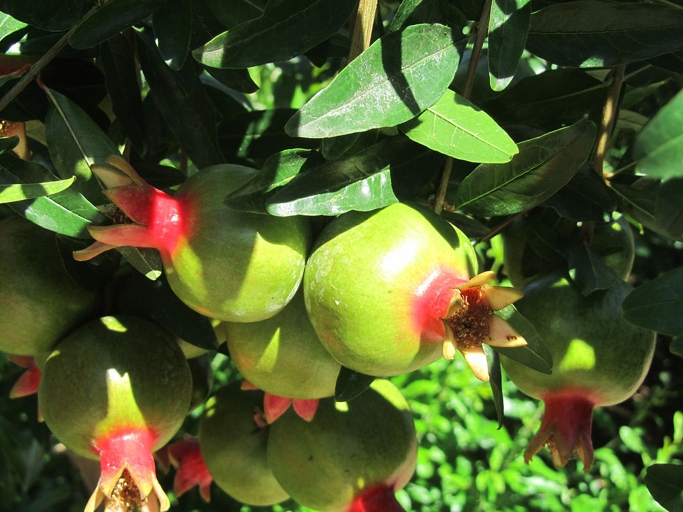 Punica granatum 'Smith'