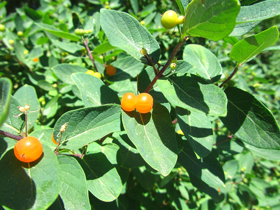 Lonicera x bella 'Atrorosea'