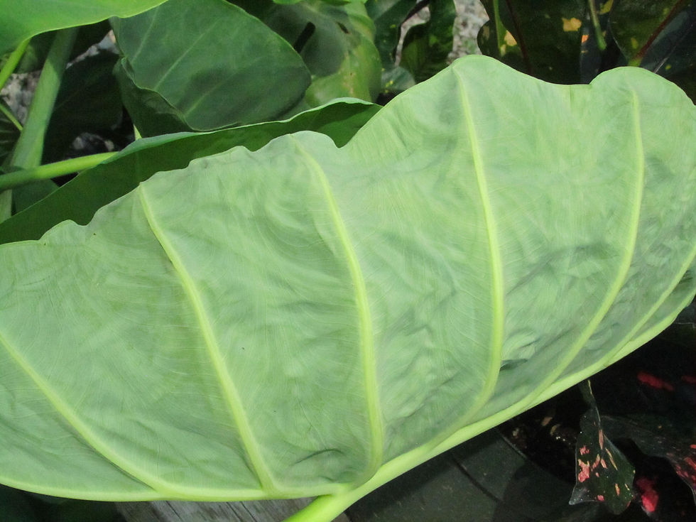 Leucocasia gigantea