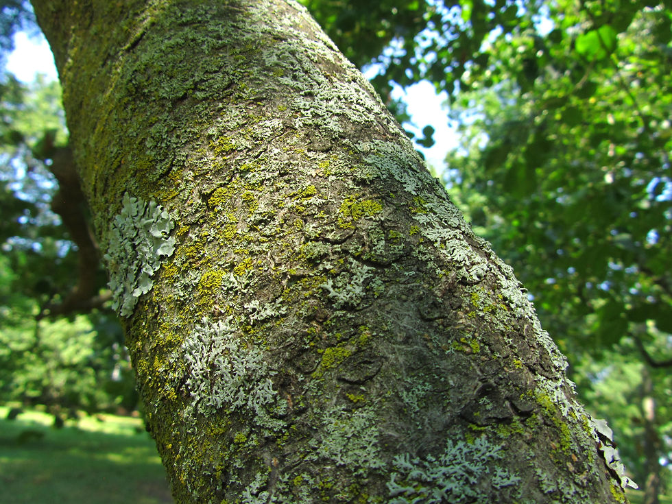 Parrotiopsis jacquemontiana