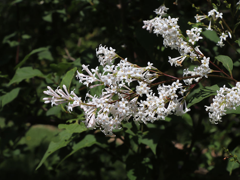 Syringa tomentella