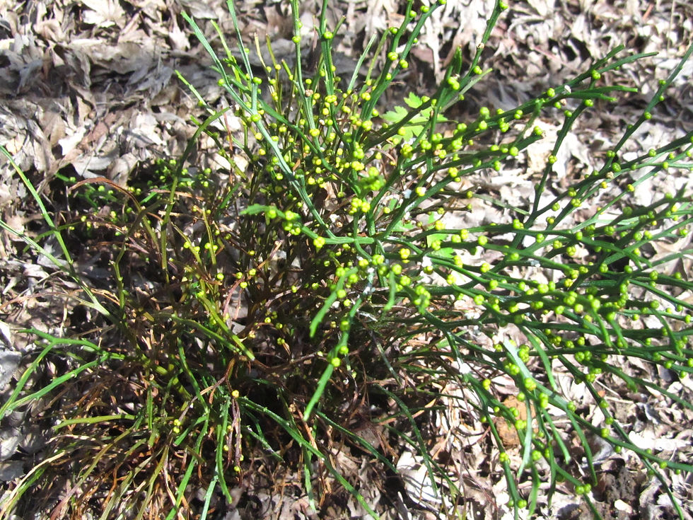 Psilotum nudum