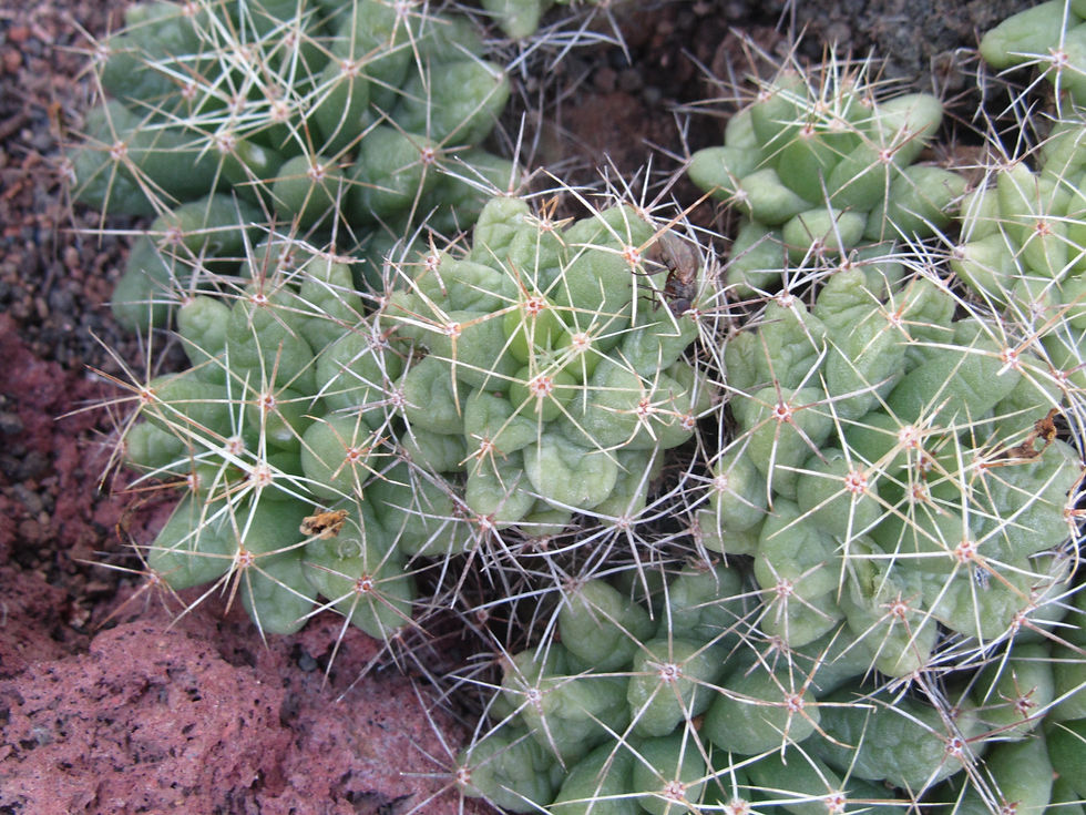 Mammillaria longimamma