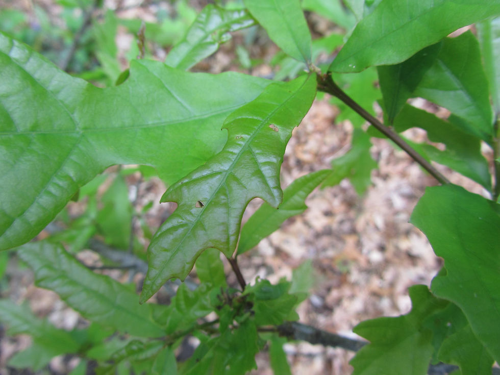 Quercus x comptoniae