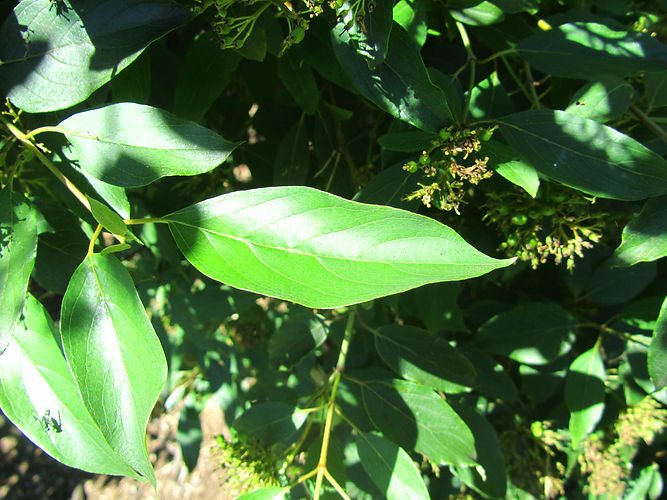 IMG_2203 (Populus tremuloides).jpg
