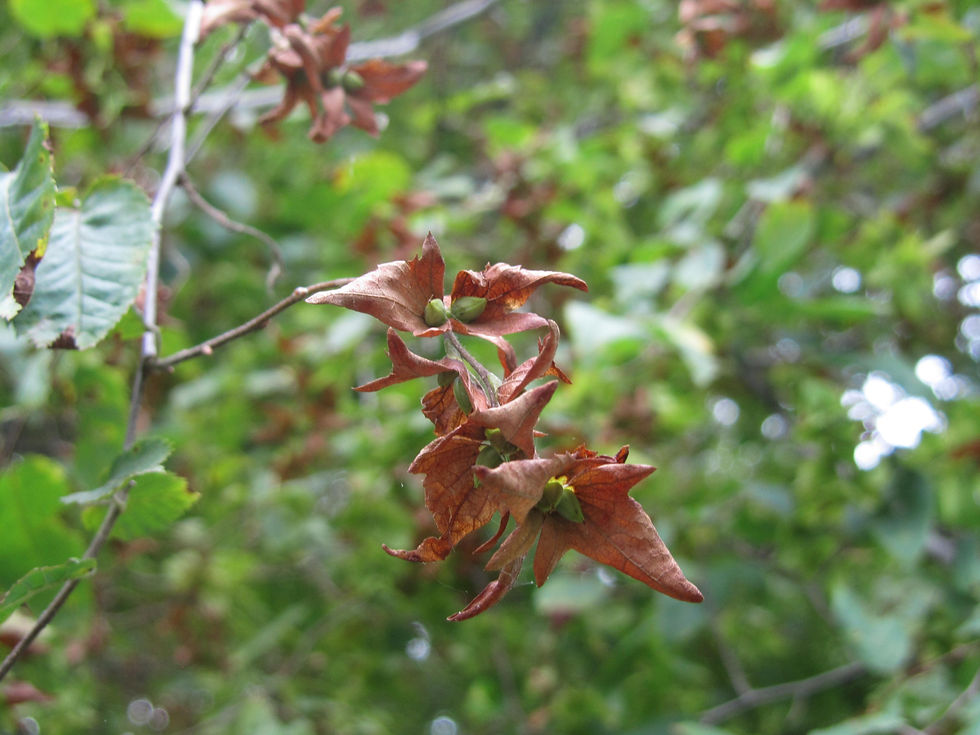 Carpinus caroliniana