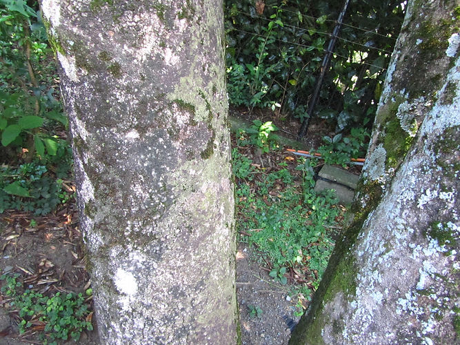 IMG_2203 (Populus tremuloides).jpg