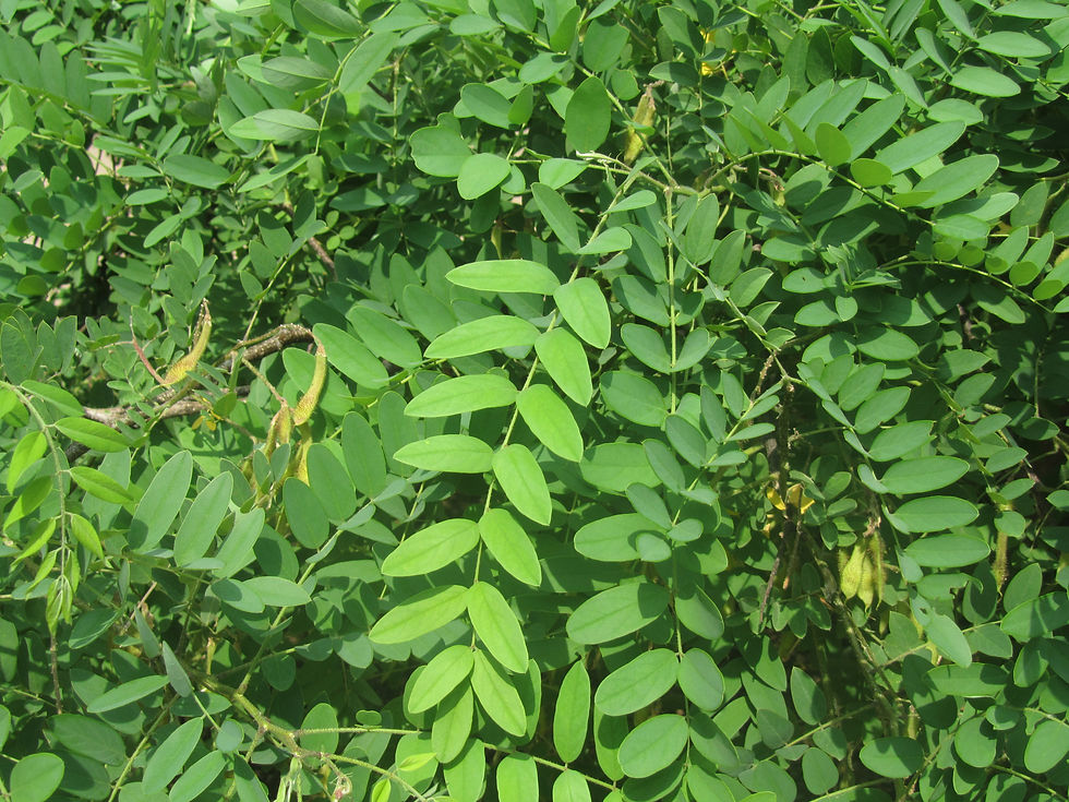 Robinia viscosa var. hartwigii