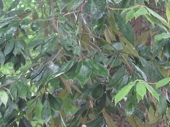 IMG_2203 (Populus tremuloides).jpg