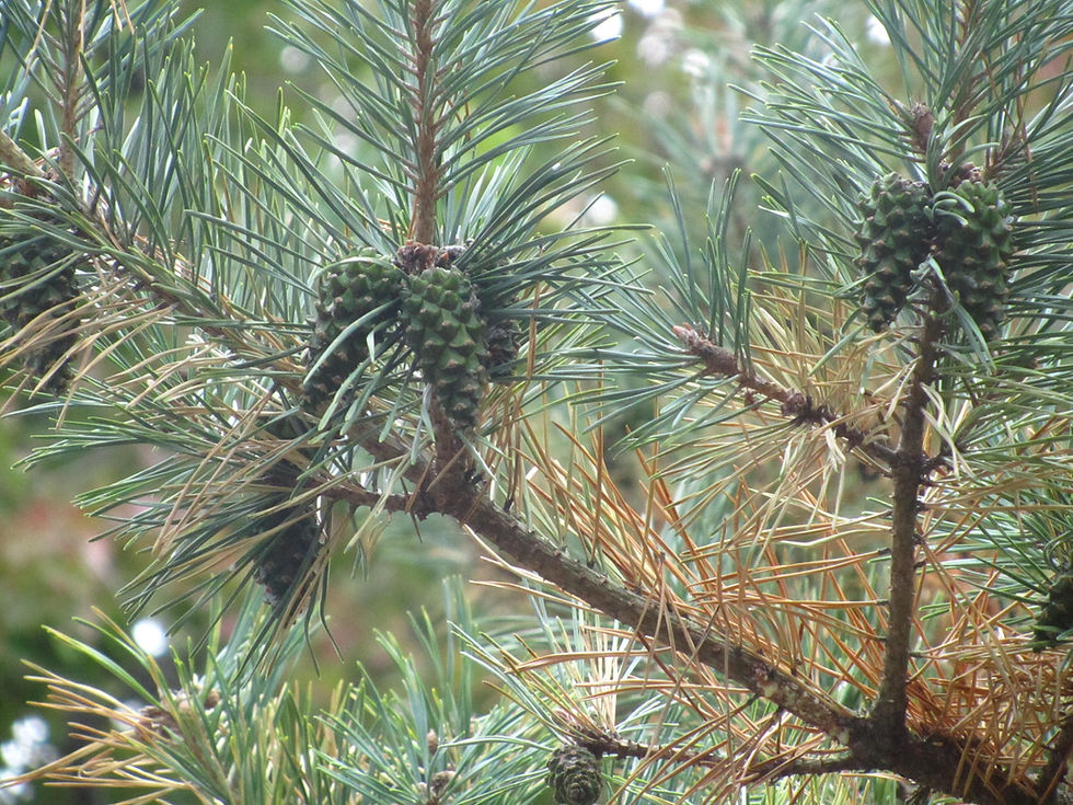 Pinus sylvestris