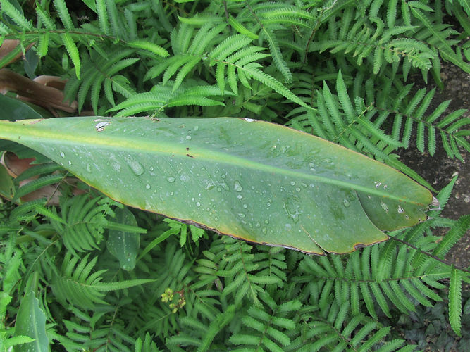 IMG_2203 (Populus tremuloides).jpg