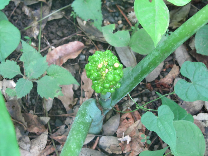 IMG_2203 (Populus tremuloides).jpg