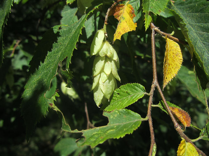 IMG_2203 (Populus tremuloides).jpg