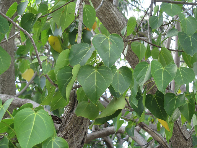 IMG_2203 (Populus tremuloides).jpg