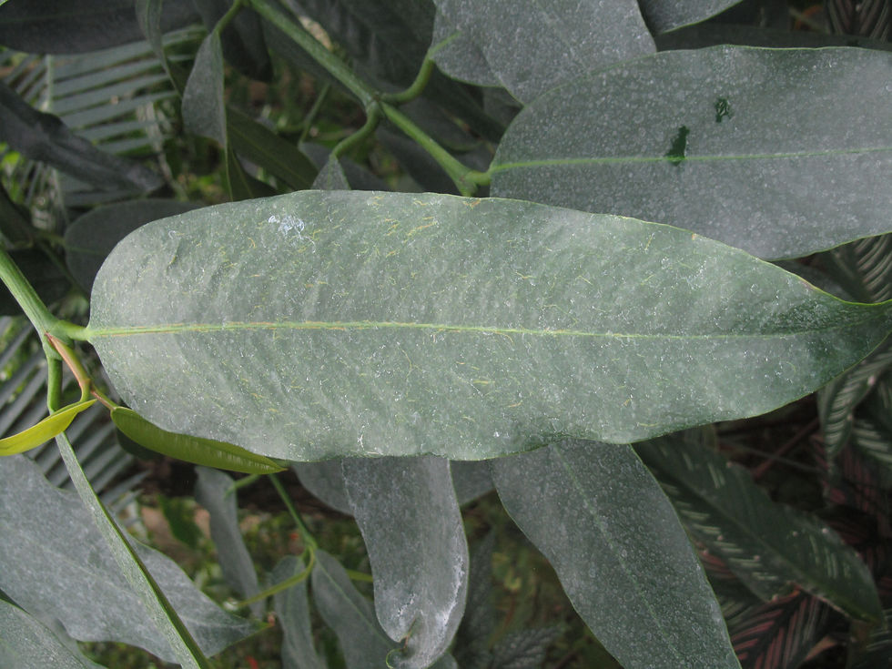 Garcinia xanthochymus