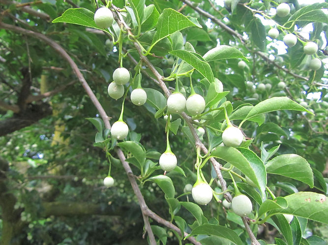 IMG_2203 (Populus tremuloides).jpg