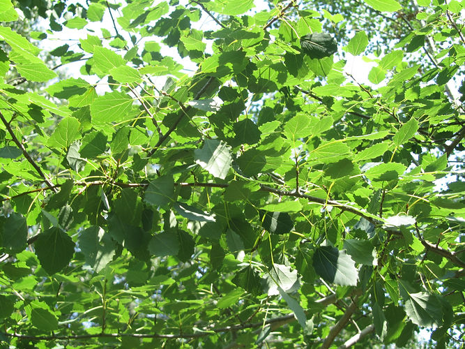 IMG_2203 (Populus tremuloides).jpg