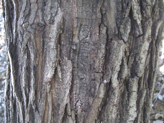 IMG_2203 (Populus tremuloides).jpg