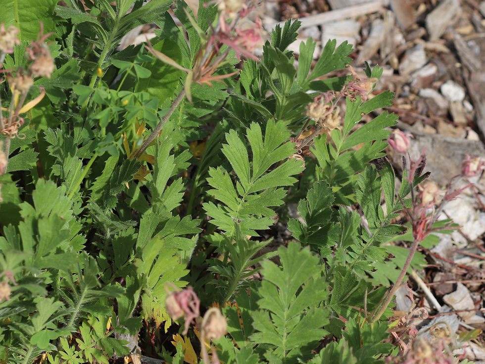 Geum triflorum