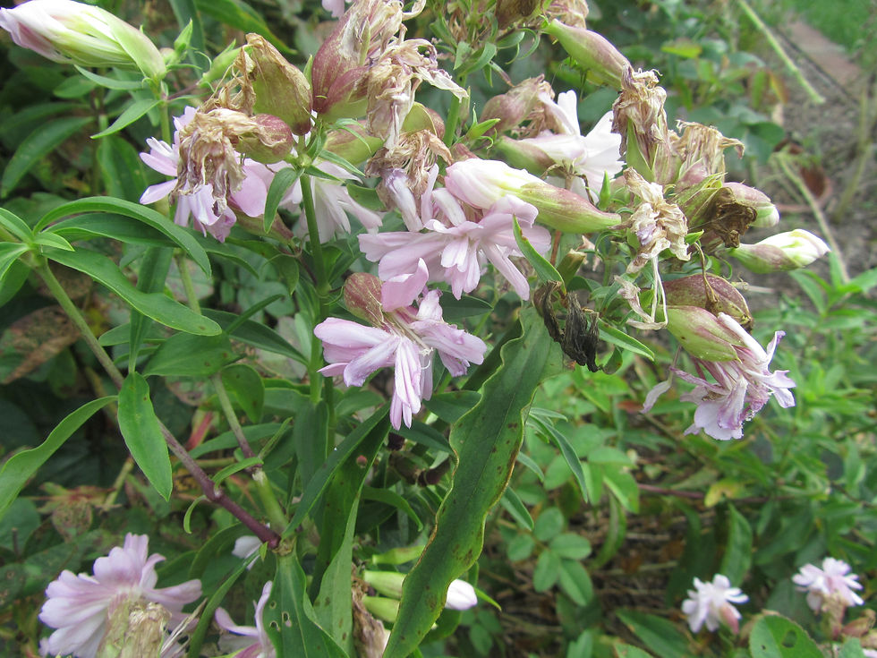 Saponaria officinalis 'Rosea Plena'