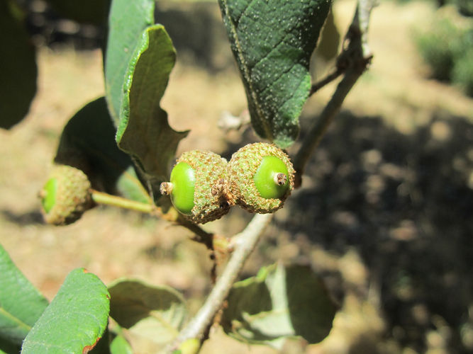 IMG_2203 (Populus tremuloides).jpg