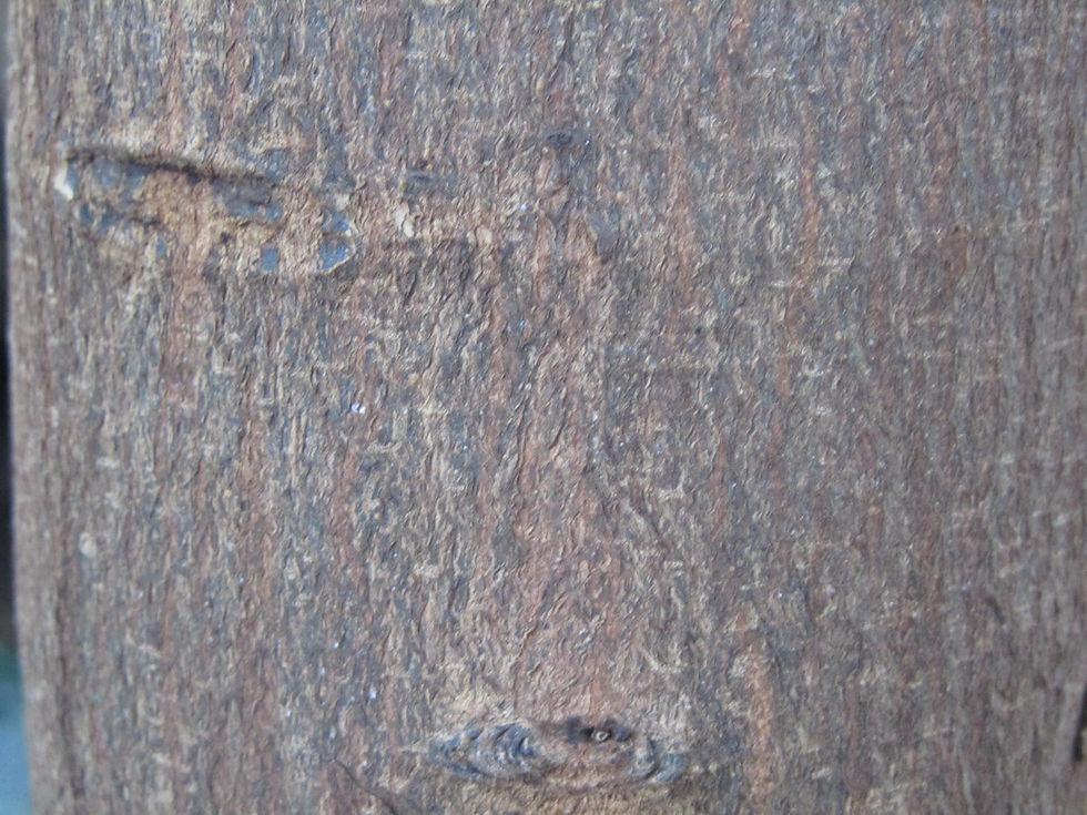 Podocarpus macrophyllus