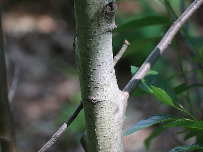 IMG_2203 (Populus tremuloides).jpg