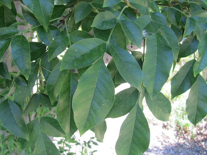 IMG_2203 (Populus tremuloides).jpg