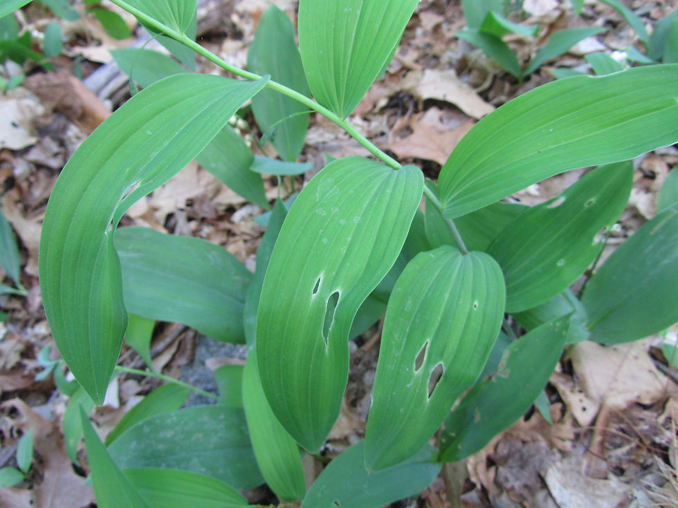Polygonatum biflorum