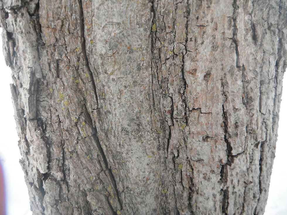 Carya glabra