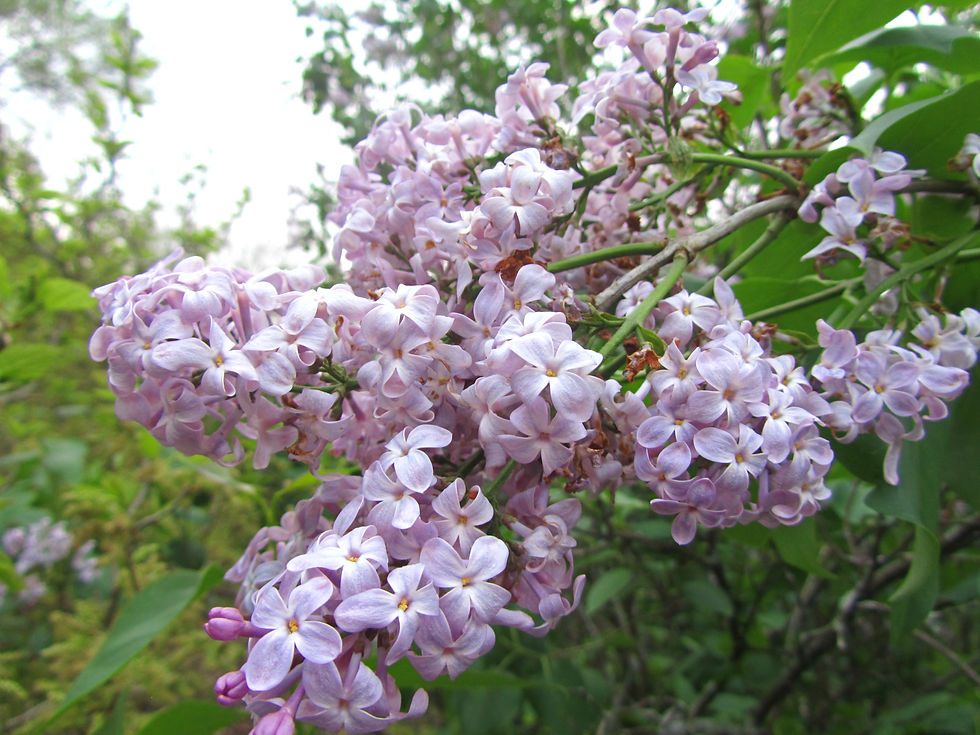 Syringa vulgaris 'Boussingault'