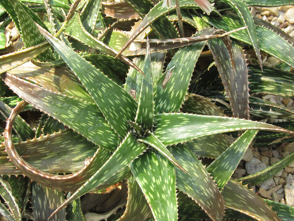 Aloe harlana