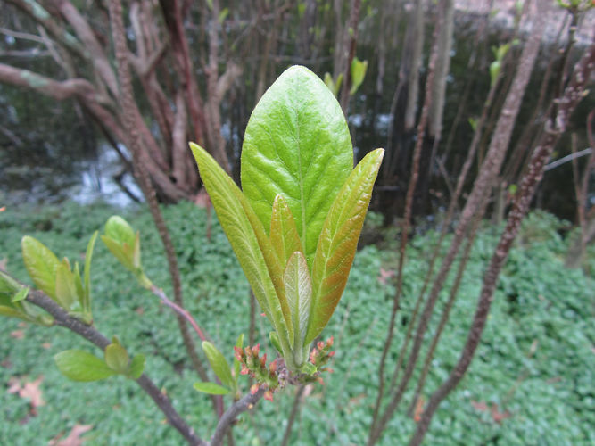 IMG_2203 (Populus tremuloides).jpg