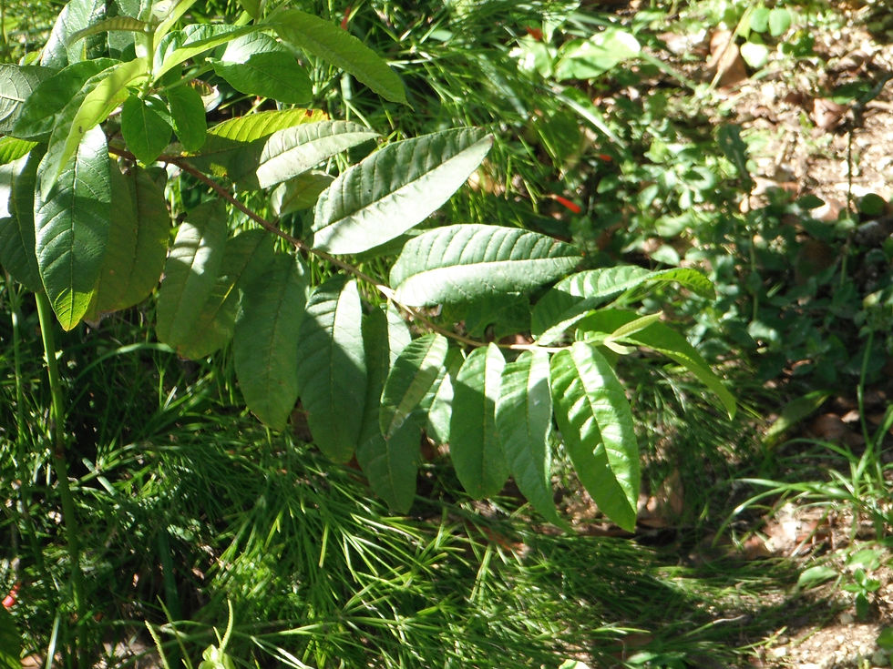 Psidium guajava