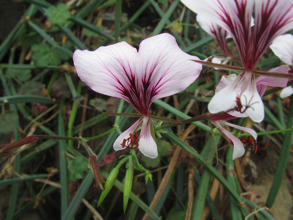 Pelargonium tetragonum