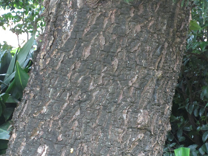 IMG_2203 (Populus tremuloides).jpg