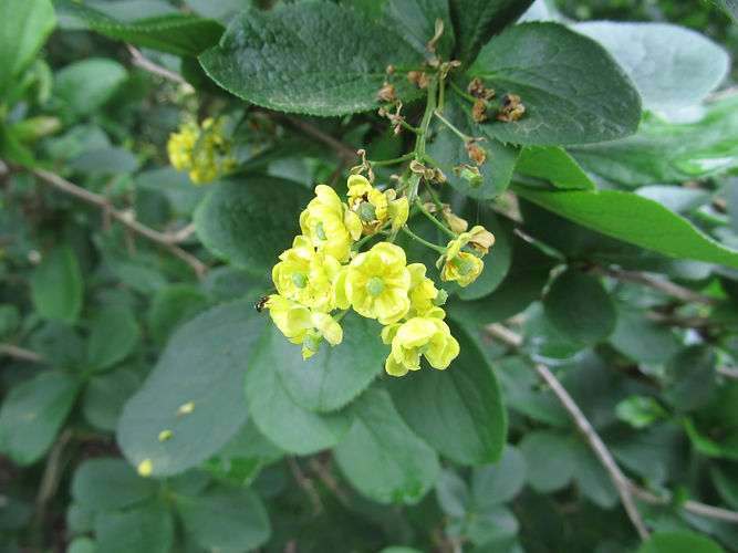 IMG_2203 (Populus tremuloides).jpg