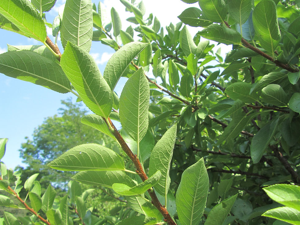 Prunus maritima f. flava